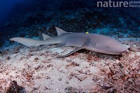 Image result for Nebrius ferrugineus