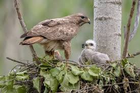 Attēlu rezultāti vaicājumam “Buteo buteo nest”