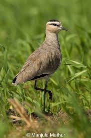 Image result for Vanellus gregarius