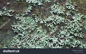 Attēlu rezultāti vaicājumam “Physconia distorta”