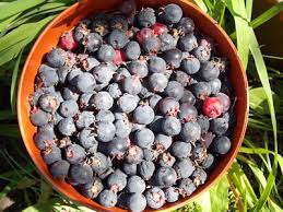Attēlu rezultāti vaicājumam “Amelanchier spicata fruit”