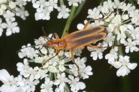 Attēlu rezultāti vaicājumam “Cantharidae”