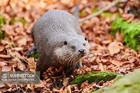 Attēlu rezultāti vaicājumam “Lutra lutra”