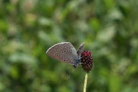 Attēlu rezultāti vaicājumam “Maculinea teleius underside”