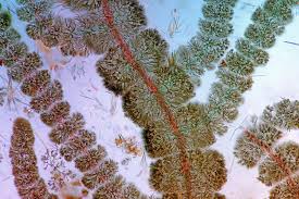 Attēlu rezultāti vaicājumam “Batrachospermum moniliforme”