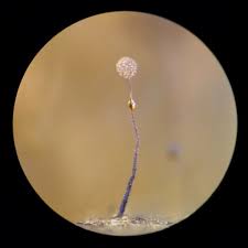 Attēlu rezultāti vaicājumam “Clastoderma debaryanum spores”