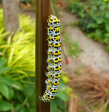 Attēlu rezultāti vaicājumam “Cucullia verbasci larva”