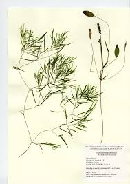 Attēlu rezultāti vaicājumam “Potamogeton gramineus”