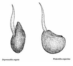 Attēlu rezultāti vaicājumam “Potentilla argentea fruit”