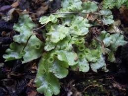 Image result for Marchantia polymorpha