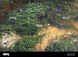 Attēlu rezultāti vaicājumam “Fontinalis antipyretica”