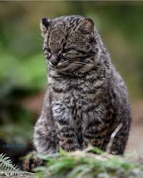 Attēlu rezultāti vaicājumam “Felis silvestris catus adult”