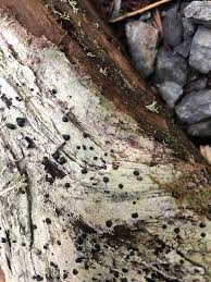 Attēlu rezultāti vaicājumam “Mycoblastus sanguinarius”