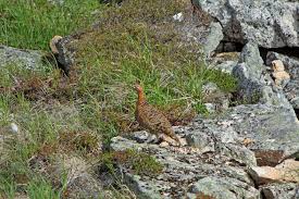 Attēlu rezultāti vaicājumam “Lagopus lagopus male”