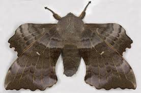 Attēlu rezultāti vaicājumam “Laothoe populi”