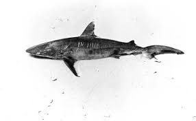 Image result for Carcharhinus plumbeus