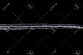 Image result for human hair microscope image