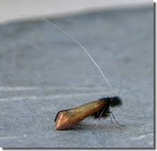 Attēlu rezultāti vaicājumam “Adela cuprella”