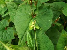 Attēlu rezultāti vaicājumam “Fagopyrum esculentum leaf”