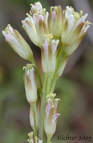 Attēlu rezultāti vaicājumam “Arabis glabra”