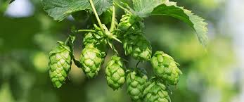 Attēlu rezultāti vaicājumam “Humulus lupulus bud”