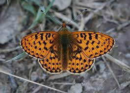 Attēlu rezultāti vaicājumam “Clossiana euphrosyne underside”