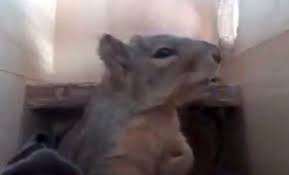 Картинки по запросу белку зажевало в диск