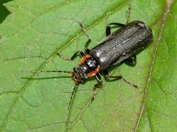 Attēlu rezultāti vaicājumam “Cantharis obscura”