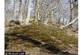 Attēlu rezultāti vaicājumam “Polytrichum formosum”