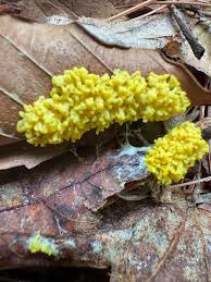 Attēlu rezultāti vaicājumam “Physarum, Nannengaella sp.”