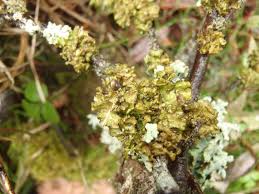 Attēlu rezultāti vaicājumam “Tuckermannopsis chlorophylla”