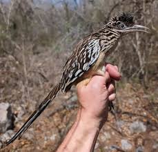 Attēlu rezultāti vaicājumam “Lycogala convexum sessile”