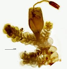 Attēlu rezultāti vaicājumam “Radula complanata sporophyte”