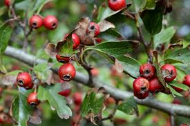 Attēlu rezultāti vaicājumam “Crataegus monogyna subsp. nordica”