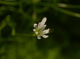 Attēlu rezultāti vaicājumam “Stellaria palustris leaf”