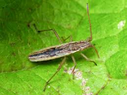 Attēlu rezultāti vaicājumam “Myrmus miriformis”