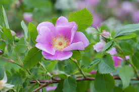 Attēlu rezultāti vaicājumam “Rosa glabrifolia”