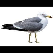 Attēlu rezultāti vaicājumam “Larus minutus adult”