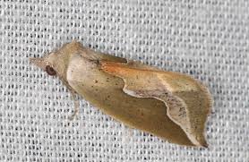 Attēlu rezultāti vaicājumam “Hypena crassalis”