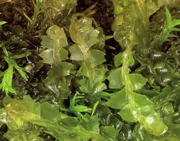 Attēlu rezultāti vaicājumam “Leiocolea heterocolpos”