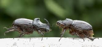 Attēlu rezultāti vaicājumam “Oryctes nasicornis male”