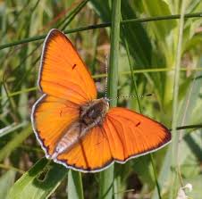 Attēlu rezultāti vaicājumam “Oeneis jutta underside”