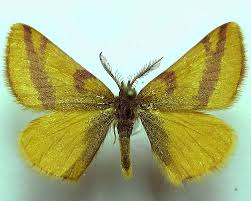 Attēlu rezultāti vaicājumam “Lythria cruentaria”