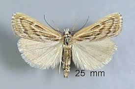 Attēlu rezultāti vaicājumam “Pediasia fascelinella”