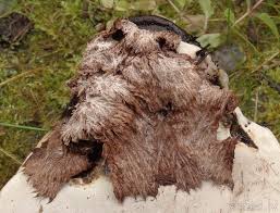 Attēlu rezultāti vaicājumam “Sporophagomyces chrysostomus”