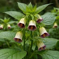 Attēlu rezultāti vaicājumam “Scopolia carniolica flower”