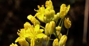 Attēlu rezultāti vaicājumam “Xylita laevigata”