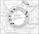blood-brain barrier: Definition from Answers.