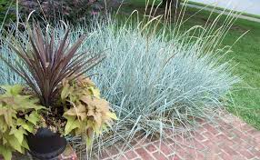 Attēlu rezultāti vaicājumam “Leymus arenarius”