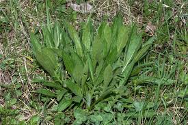 Attēlu rezultāti vaicājumam “Knautia arvensis leaf”